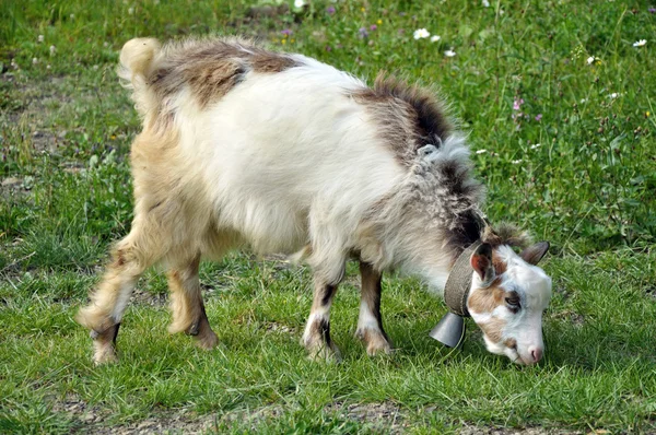 Goatling with bell — Stock Photo, Image