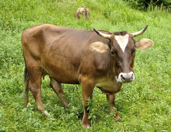 Vaca marrom na grama — Fotografia de Stock