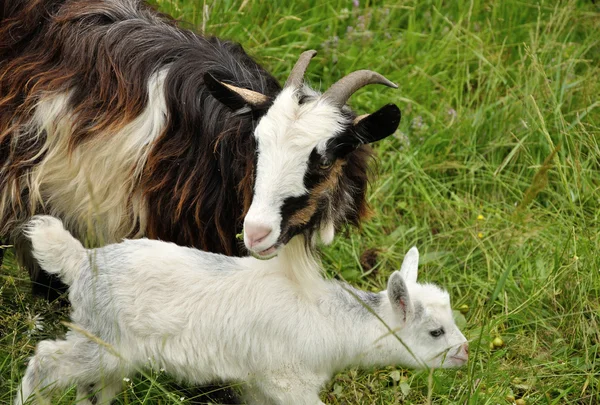 Capra e bambino bianco — Foto Stock