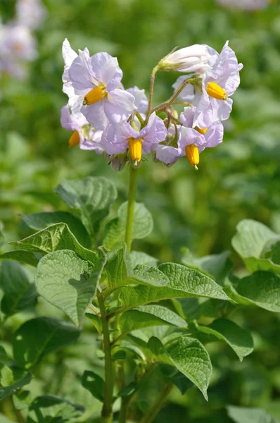 Potato bush with flowers — Stock Photo, Image