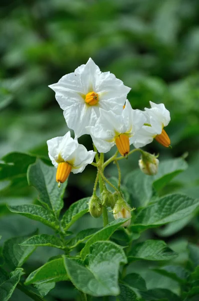 Burgonya bokor fehér virágokkal — Stock Fotó