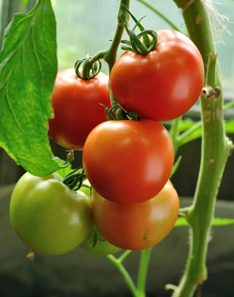 Branche de tomates mûres rouges et vertes non mûres — Photo