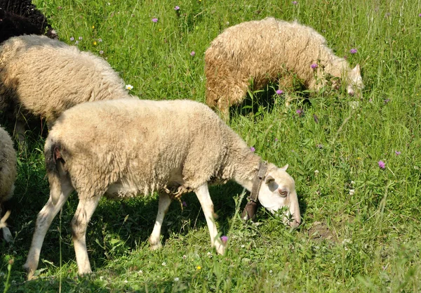 Білі вівці годування — стокове фото
