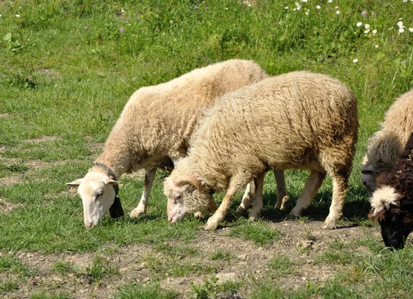 Чоловічі та жіночі вівці — стокове фото