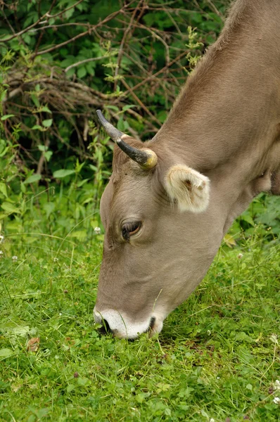 Brown cow — Zdjęcie stockowe