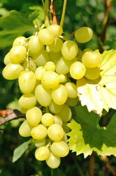 Grappolo di uva bianca matura — Foto Stock