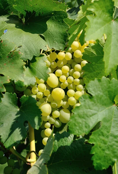 Racimo de uvas detrás de las hojas —  Fotos de Stock