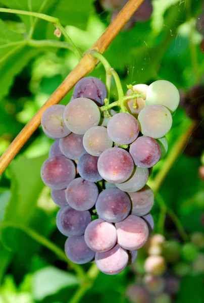 Bunch of blue grapes — Stock Photo, Image