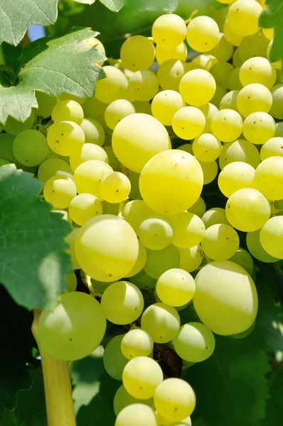 Abundância de uvas brancas maduras — Fotografia de Stock