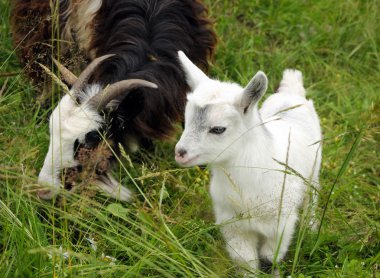 keçi ve beyaz çocuk