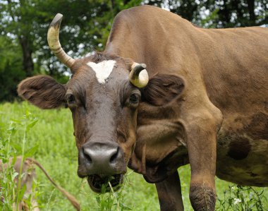 kavisli boynuz ile kahverengi inek