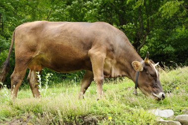 kahverengi inek besleme