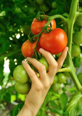kırmızı domates tutan kadın kol