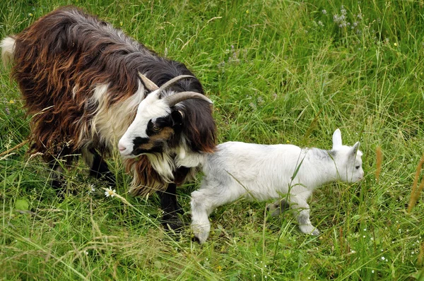 Geit en wit jong geitje — Stockfoto