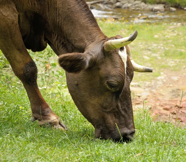 Коричневая корова кормится у реки — стоковое фото