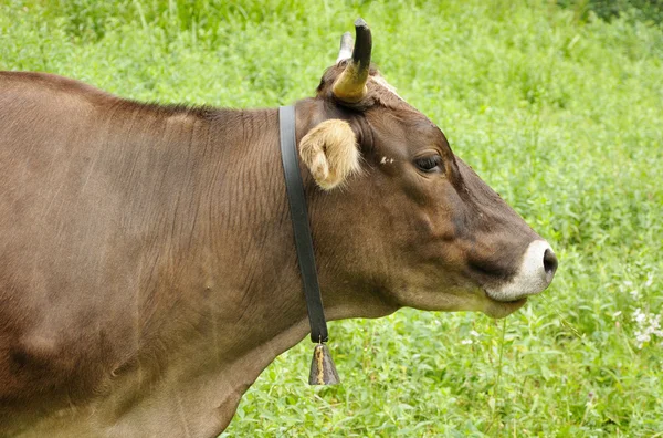 Brown cow is feeding — Stock Photo, Image