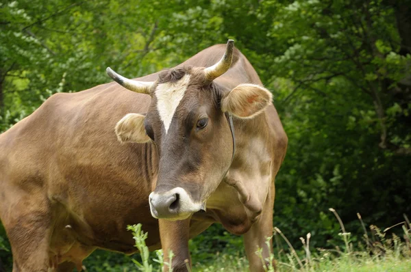 Brown cow feeding — Stock Photo, Image