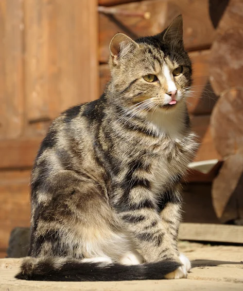 Kat, zittend op de vloer woden — Stockfoto