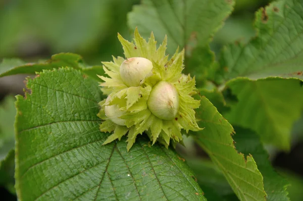 Hazelnuts — Stock Photo, Image