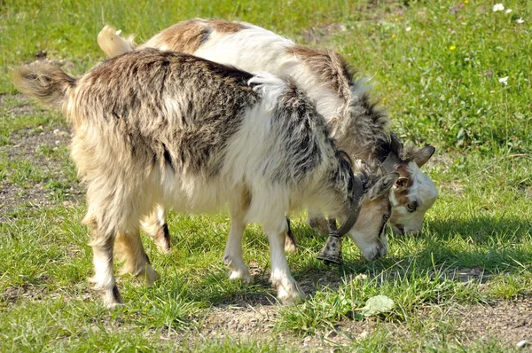 Dwa goatling z dzwonkiem — Zdjęcie stockowe