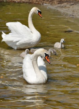 Swan'ın aile gölet üzerinde