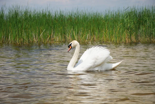 Swan on the pond — Stock Photo, Image
