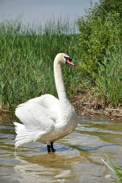 Zwaan op de vijver — Stockfoto