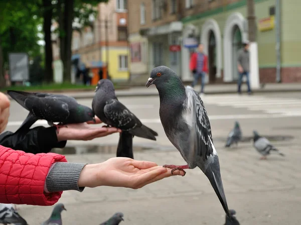 Pombo de cidade em uma mão — Fotografia de Stock