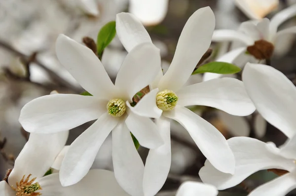 Bílá hvězda magnolia květiny — Stock fotografie