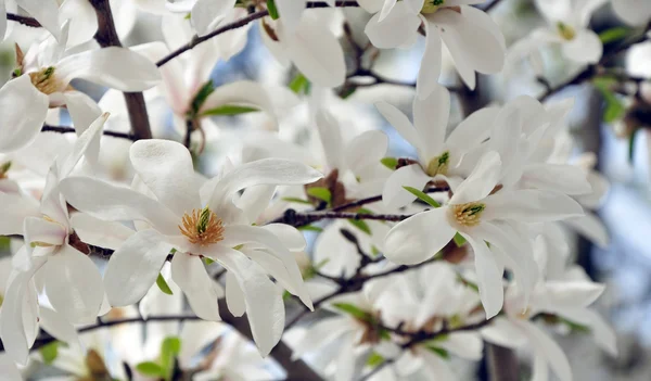 White star magnolia flowers — Stock Photo, Image