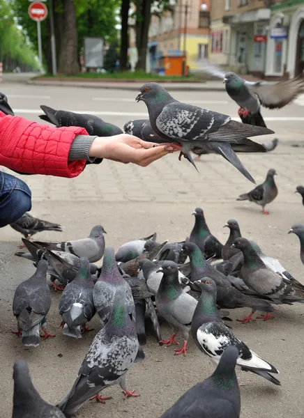 bir yandan şehir güvercini