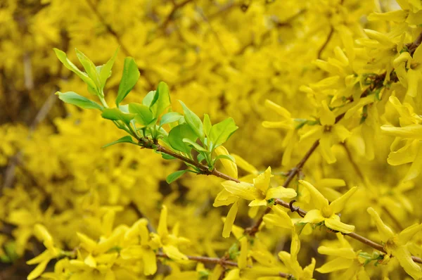 Green leaves in the yellow blossom — Stock Photo, Image