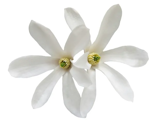 Beyaz Yıldız Manolya çiçek izole