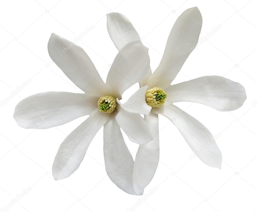 White star magnolia flowers isolated