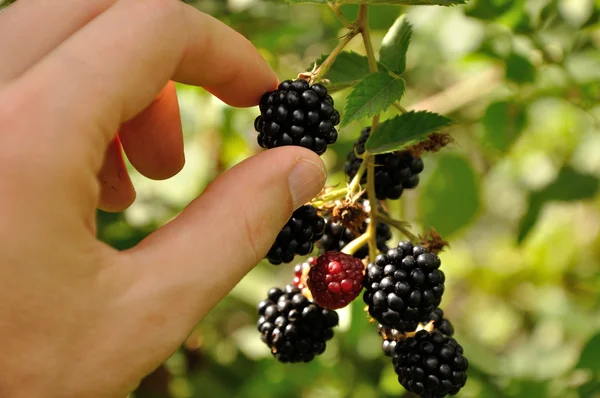 Blackberry şubesi