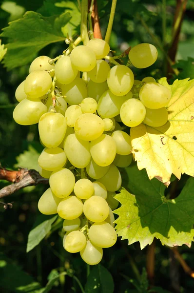 Растущая ветвь зеленого винограда в солнечном свете — стоковое фото