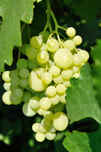Growing branch of green grape in sunlight — Stock Photo, Image