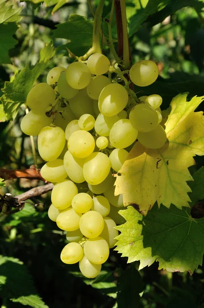 Växande gren av gröna druva i solljus — Stockfoto