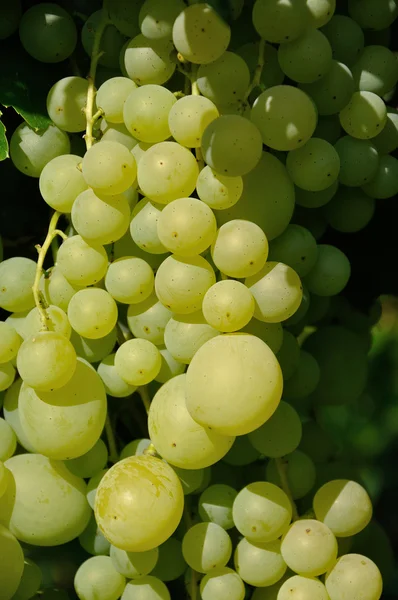 Növekvő ága napfényben zöld szőlő — Stock Fotó