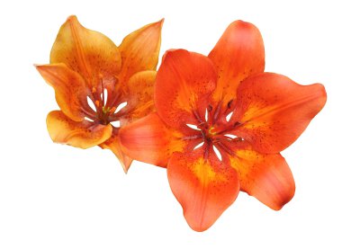 iki Zambak çiçeği