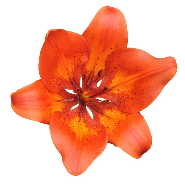 Lilienblüte — Stockfoto