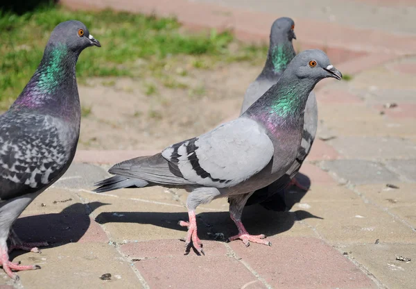 City pigeon on the pavement — Stock Photo, Image