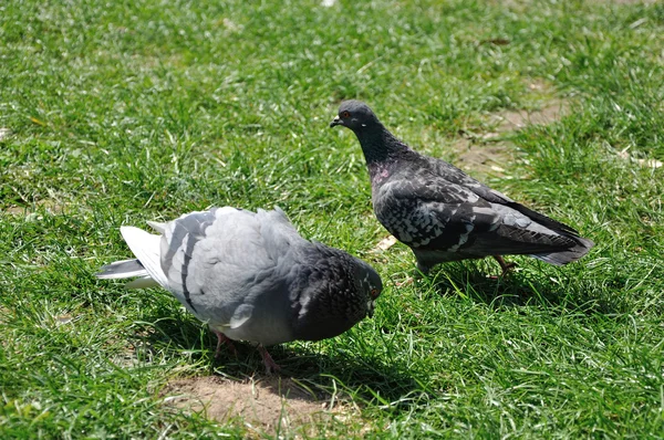 Пара голубей в любви танцуют на траве — стоковое фото