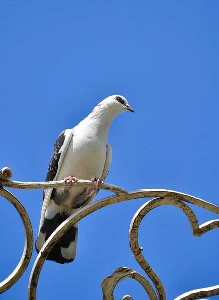 White dove seating on the forged heart sighn — Stock Photo, Image