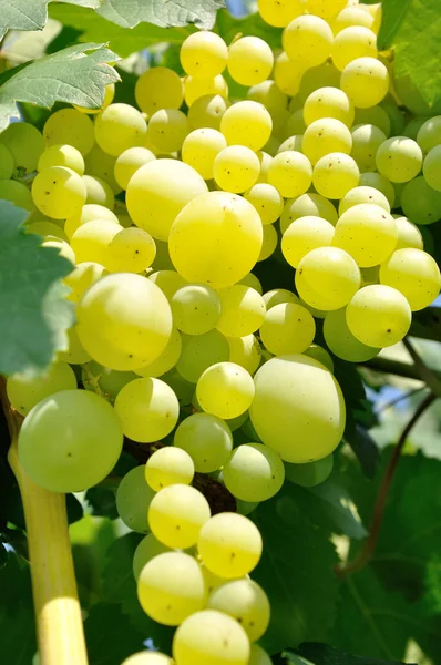 Growing branch of green grape in sunlight — Stock Photo, Image