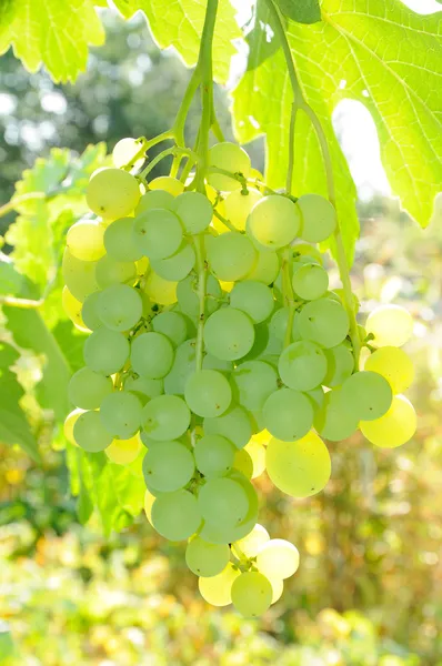 Ветвь зеленого винограда в подсветке — стоковое фото