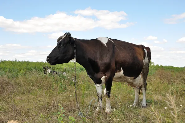 Portret krowy — Zdjęcie stockowe