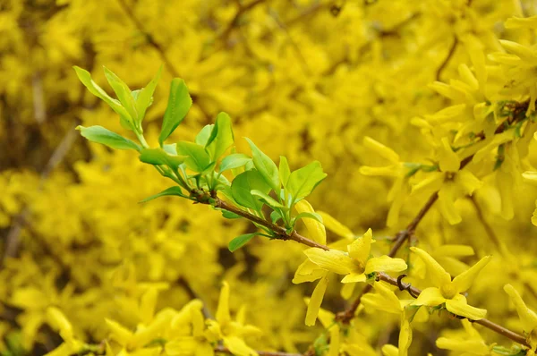 Green leaves in the yellow blossom — Stock Photo, Image