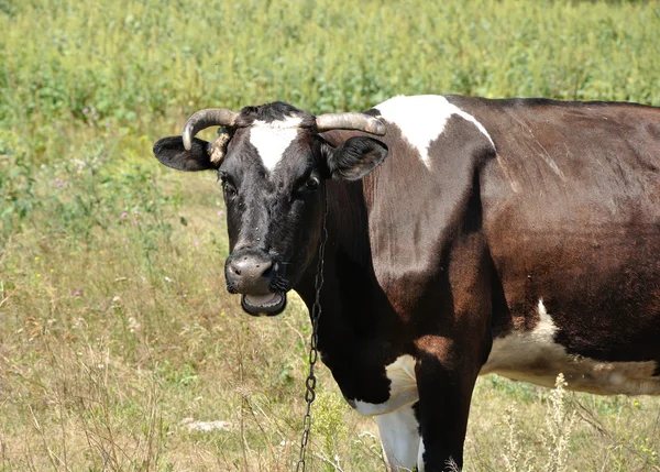 Portrait d'une vache — Photo