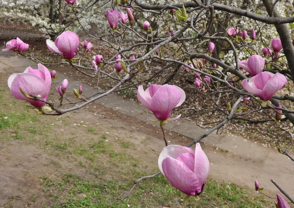 Magnolia tree in flowers — Stock Photo, Image
